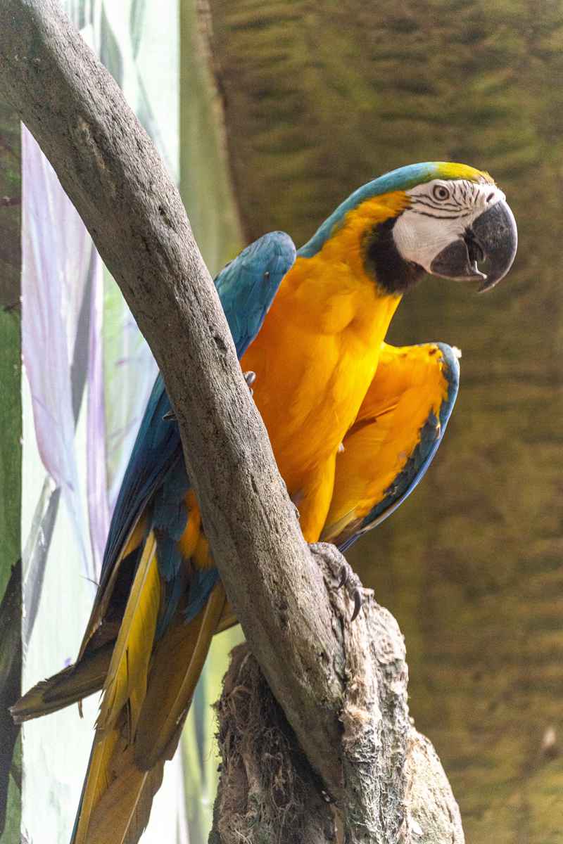 成都3日游，我劝你别跟团！除非你想这样浪费时间-第2张图片-四川省中国青年旅行社